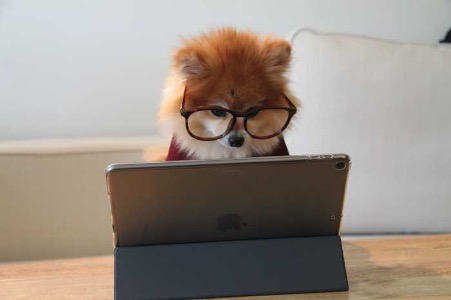 Dog-laptop